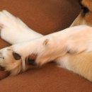 이루다 동물메디컬센터 이미지