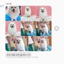 그로우펫 | 인천강아지유치원 포메라니안 물개컷 후기 완전 귀엽! 그로우펫