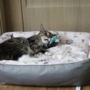 펫 마마의 집 이미지