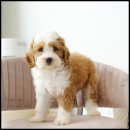 유어펫 라운지 강아지분양 이미지