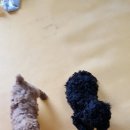 위드독스 이미지