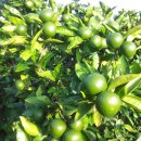 고시농장 이미지