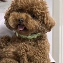 네네치킨일동점 이미지