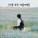 전북 부안 5월 6월 여행) 파란곳간 카페 수레국화 변산 샤스타데이지 꽃밭 후기