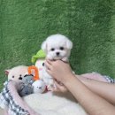 광주강아지분양 고양이분양 펫왕국 이미지