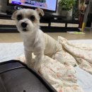 헤아림동물병원 | (광고X) 부산 헤아림 동물병원 추천! | 강아지 유선종양. 중성화수술 후기