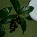 목사내아 이미지