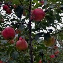 덕송농장 이미지