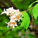 아마빌리스 이미지