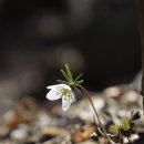 수리산 바람꽃 이미지