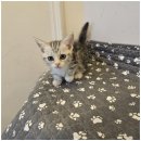 도그365 | 동탄도그마루에서 강아지분양 받은 솔직 후기!