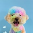 놀다가시개 이미지