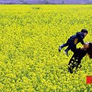 낙동강관리본부 대저생태공원 4 이미지