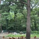 약초랑 닭이랑 | 강원도 양양 백숙맛집 각두골 약초능이백숙정식 몸보신 산나물 도토리묵 후기