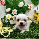 베스트 애견 | 강북 애견미용학원 베스트강북애견미용학원 후기 — 리본도 못 묶던 똥손에서 ‘가위손’으로 성장한 내...