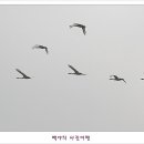 백조 이미지