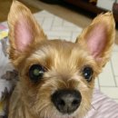 만년YES동물병원 이미지