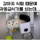 강아지 자동 급식기를 샀는데.. 이미지