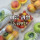 과일구독 | 여름과일 제대로 즐기기 농협맛선 이달의 과일 구독 후기