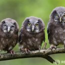 부엉이안경가게 이미지