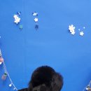 대백애견 이미지