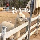 농업회사법인 현천승마(주) | 언양 근교 나들이 / 아이들과 체험할 수 있는 곳 / 승마 / 양,알파카 먹이 주기 / 울주 "포니랜드" 🐏🥕