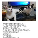 사료 주다가 고양이 사망.jpg 루리웹 펌 이미지