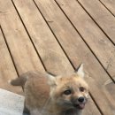 여우PC방 이미지