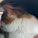 애드펫동물병원 이미지