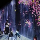 케이포트(ek-teleport) | 누구나 인생사진을 얻어가는 곳, <팀랩 보더리스(teamLab Borderless)> - 위치, 관람료, 후기, 꿀팁