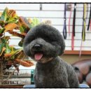 GROOMING107 이미지