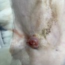 페츠온 동물병원 | 고양이 유선종양 수술하고 온 후기, 수원동물병원 다녀왔어요