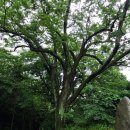 ■순수40년 숙박(비박)전국여행 110번째■ 천안에서 살아 보기 ☆2026년 4월 5일 / 병천순대골목 순대원조집☆ 이미지