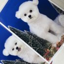 코지아지 이미지