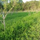 청전농장 이미지