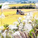 황금들녘 이미지