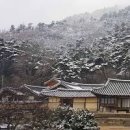 벚꽃다례 이미지