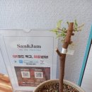 샌앤잼 이미지