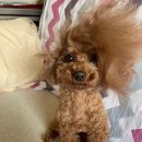 P-5402 | 죽지도 않고 돌아온 롱패딩 롱파카 추천