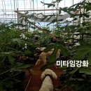 강화배꽃집