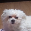 댕댕이 미용살롱 이미지