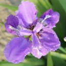 자연생명대체의학 | 조향상식 Part5. 합성 머스크의 대체, 천연 머스크 향수의 비밀 암브렛씨드