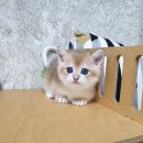 장흥켄넬 네이버블로그