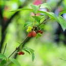 열매- 길마가지나무 이미지