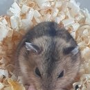 젊은열대어 이미지