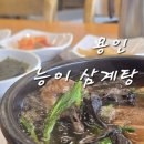 해천삼계탕 | 용인 삼계탕 맛집 능이향이 인상적이었던 온마당백숙삼계탕
