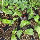 대풍농약종묘사 이미지