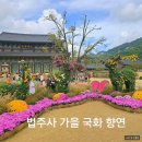 서10-405 | 충북 보은 10월 11월 가볼 만한 곳 속리산 법주사 가을 국화 향연 국화 개화 상황