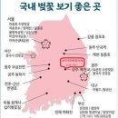 제1회 상주북천 벚꽃축제 3월 말 북천에서 개최한다 이미지