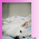 와니 이미지